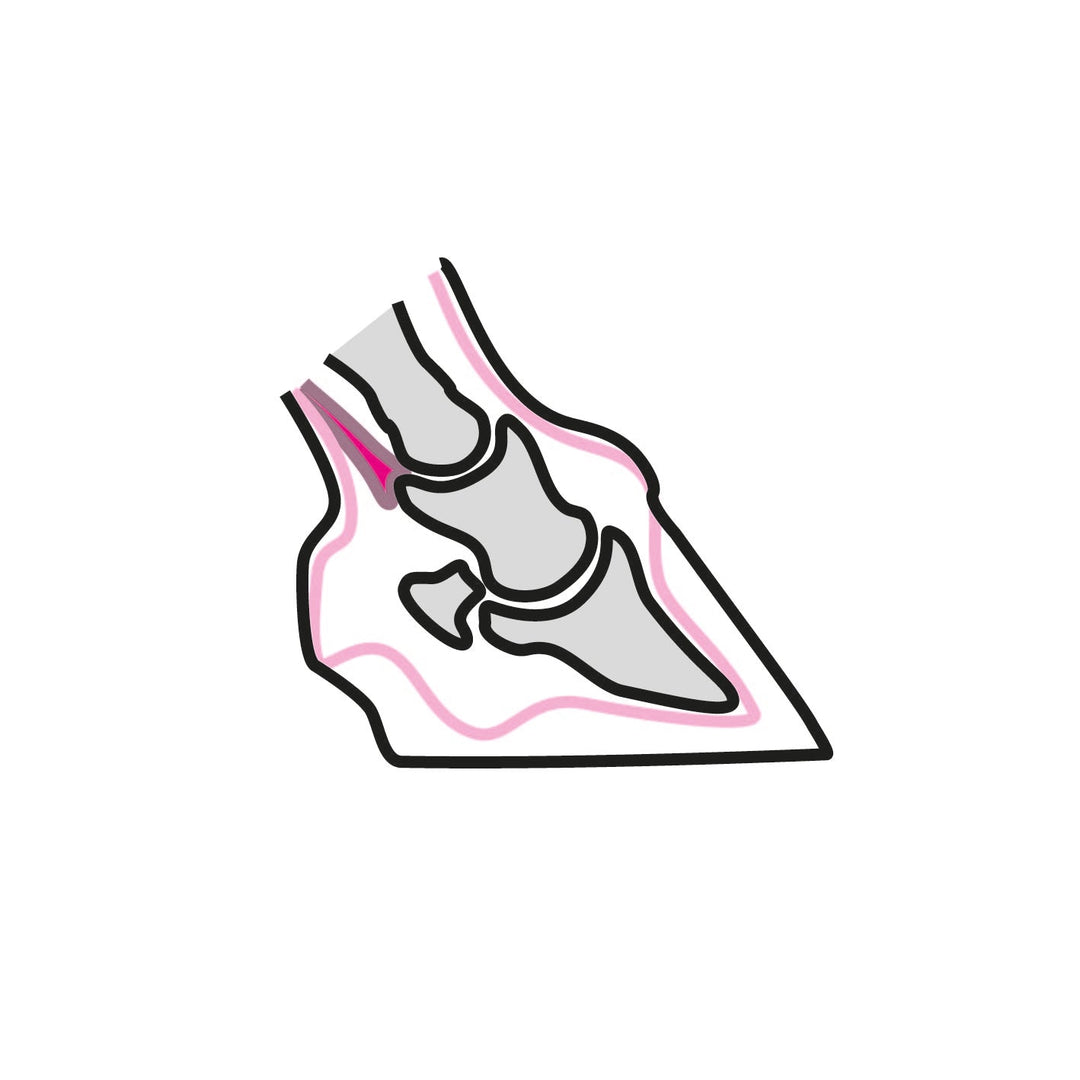 Pferdehuf Anatomie
