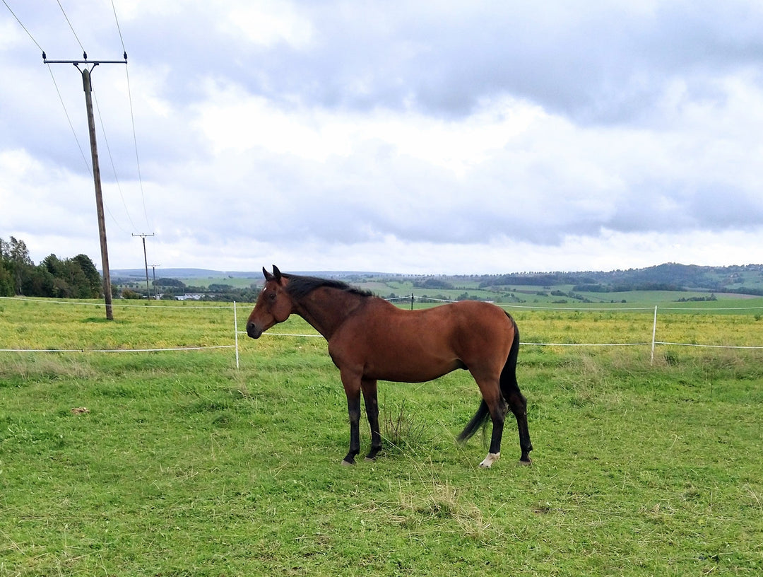 Schmerzfreier laufen - Dank Goodsmith!