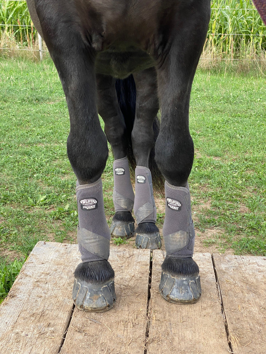 Vom ewigen Hufproblem zur Lösung: Wo der Goodsmith Hufschutz den Unterschied macht