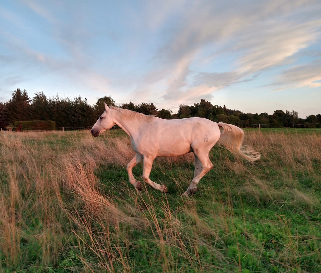 Goodsmith lässt sich perfekt anpassen