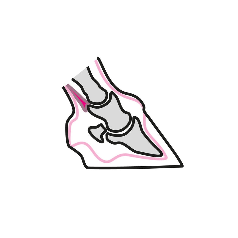 Pferdehuf Anatomie 