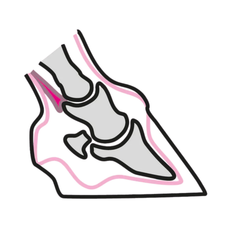 Anatomie des Pferdehufes