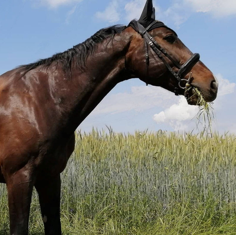 "I am absolutely thrilled, for me and my horse it is a Goodsmith miracle"