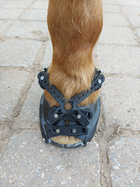 Huforthopäde Erfahrungen Hufschuhe 
