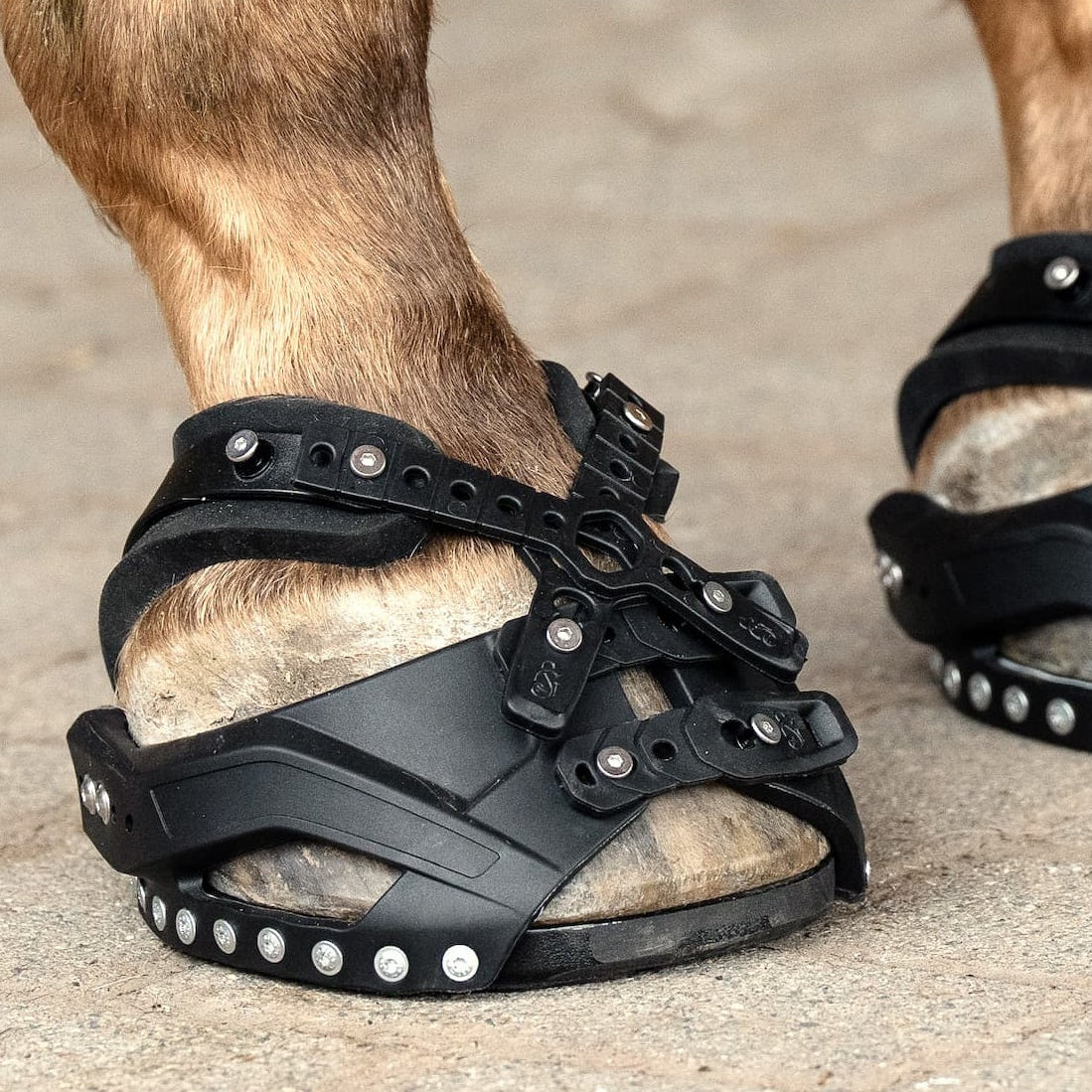 Das bild zeigt den flexiblen Hufschuh von Goodsmith 